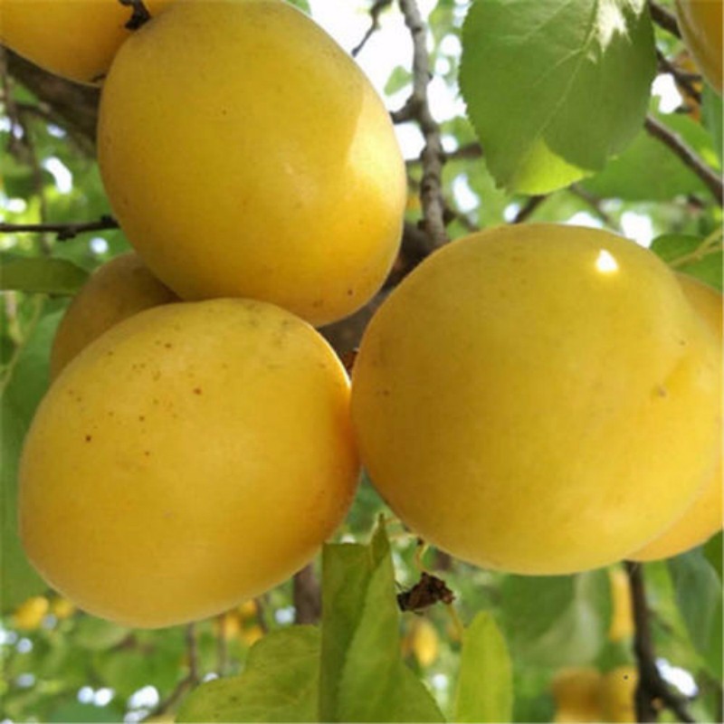 荷蘭香蜜杏 種苗