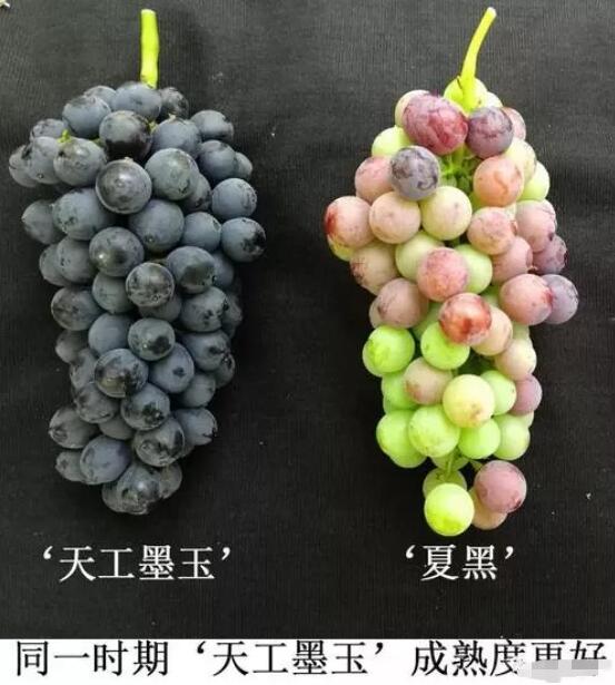 天工墨玉葡萄 种苗 天工墨玉葡萄 种苗
