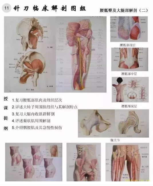 【针刀培训班】针刀临床解剖图干货知识赶快收了