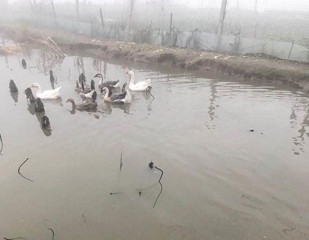 土鹅需了解的相关知识