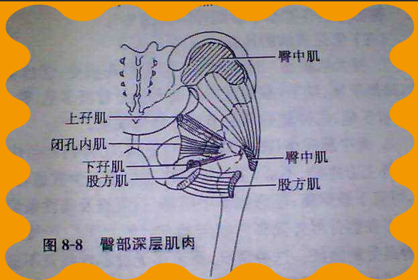 针刀皮下组织痛疼临床运用与尸体解剖进修班即将开课了！！！