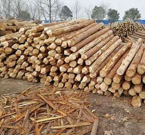 上海杉木桩可用性高的原因
