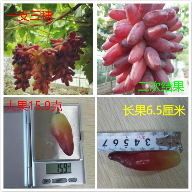 葡之梦葡萄 种苗 葡之梦葡萄 种苗
