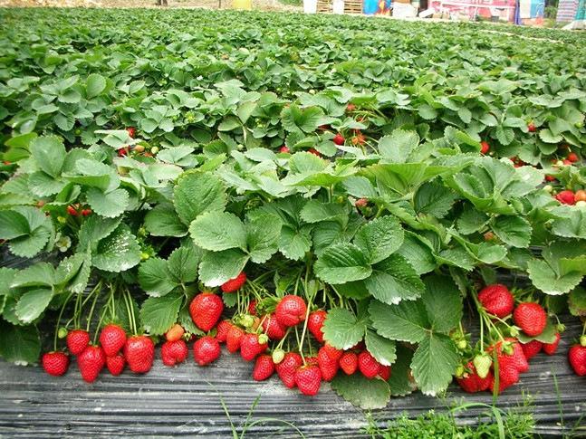 紅顏草莓 種苗