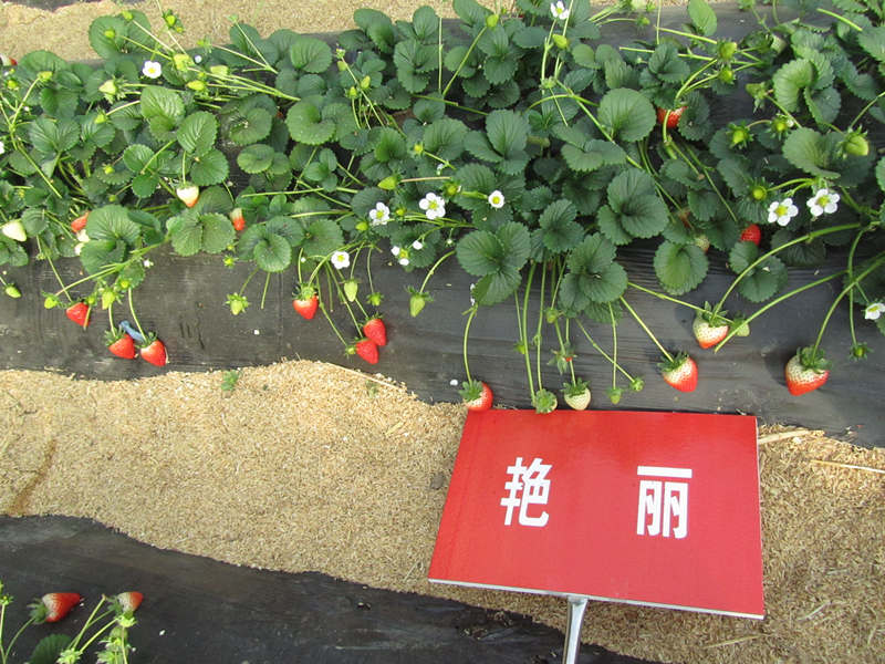 艳丽草莓 种苗 艳丽草莓 种苗