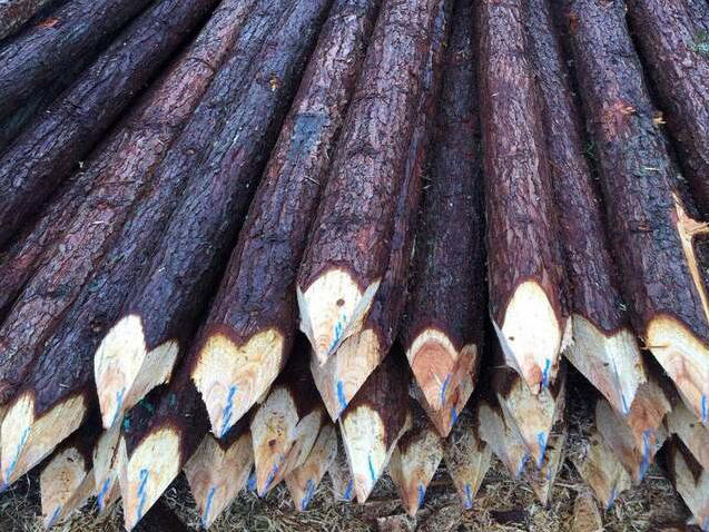 杉木桩厂家介绍杉木的一些常见用途
