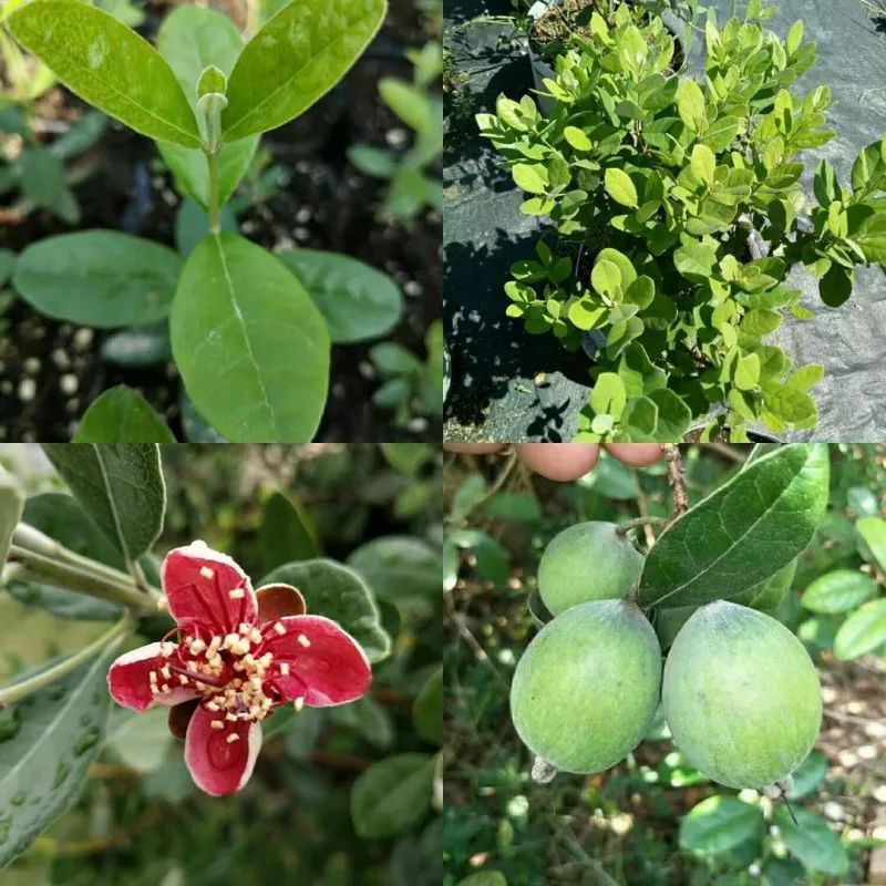 菲油果 种苗 菲油果 种苗