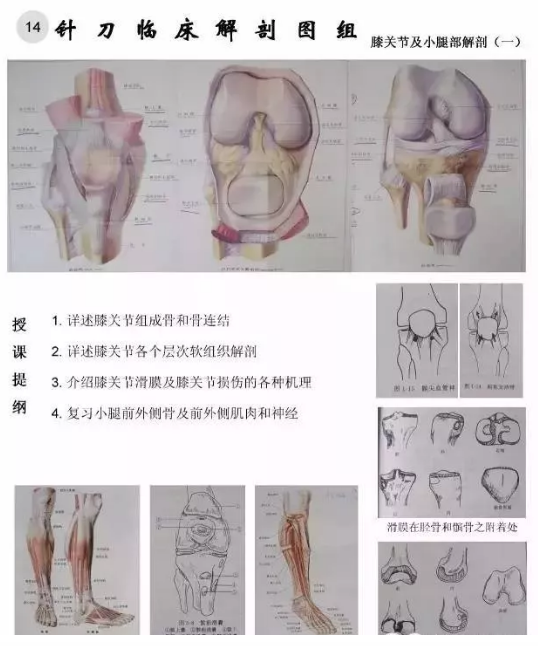 【针刀培训班】针刀临床解剖图干货知识赶快收了