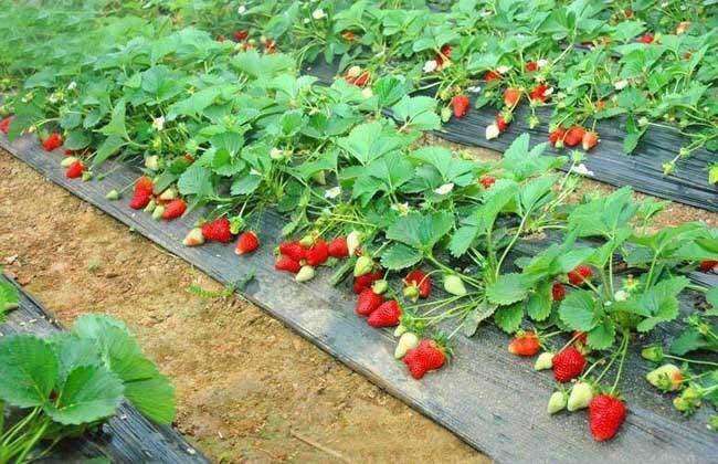 蒙特瑞草莓 種苗