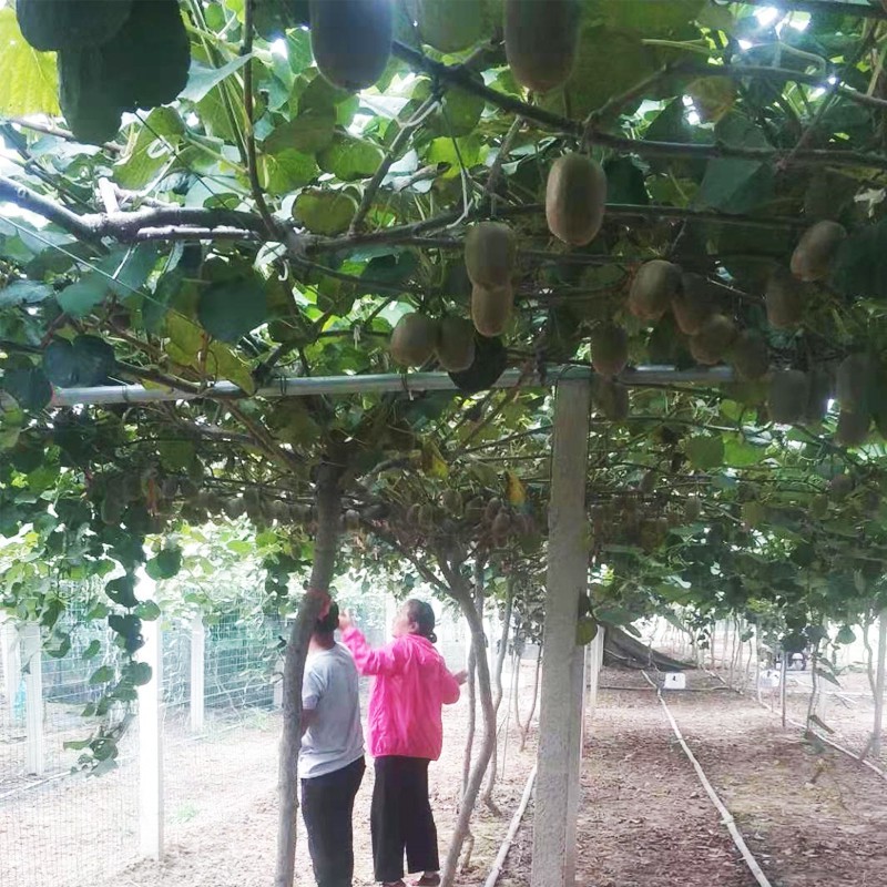 徐汇奇异果品牌-青州市团圆蜜果树种植专业合作社