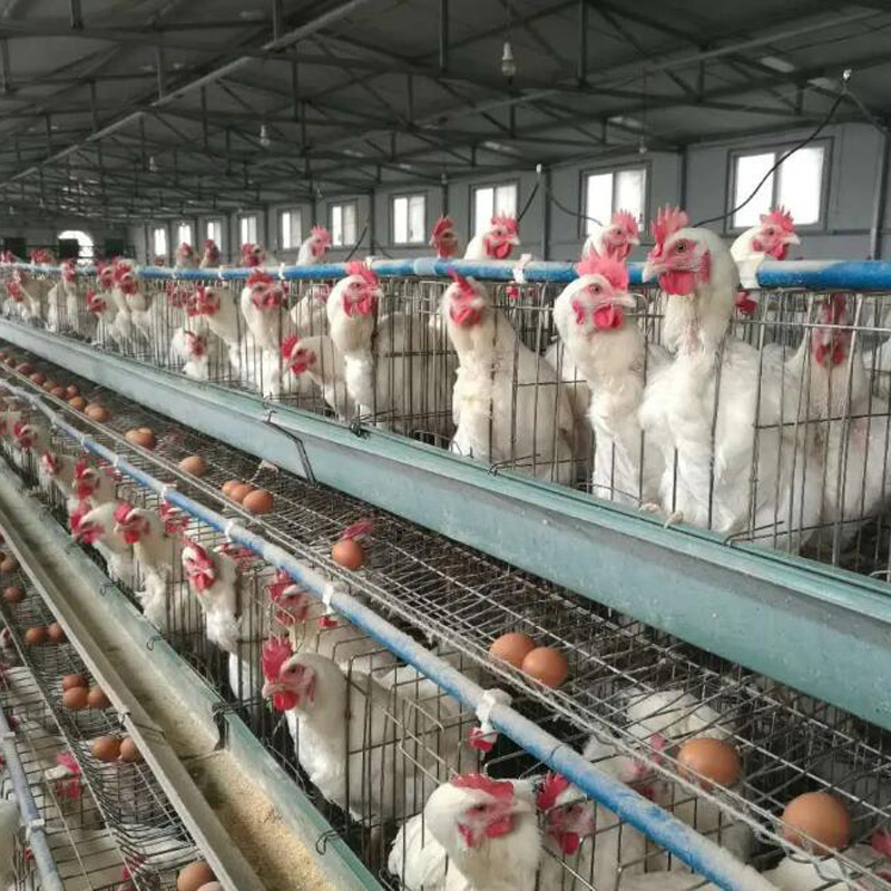 关于蛋鸡冬季的饲料营养调整方案