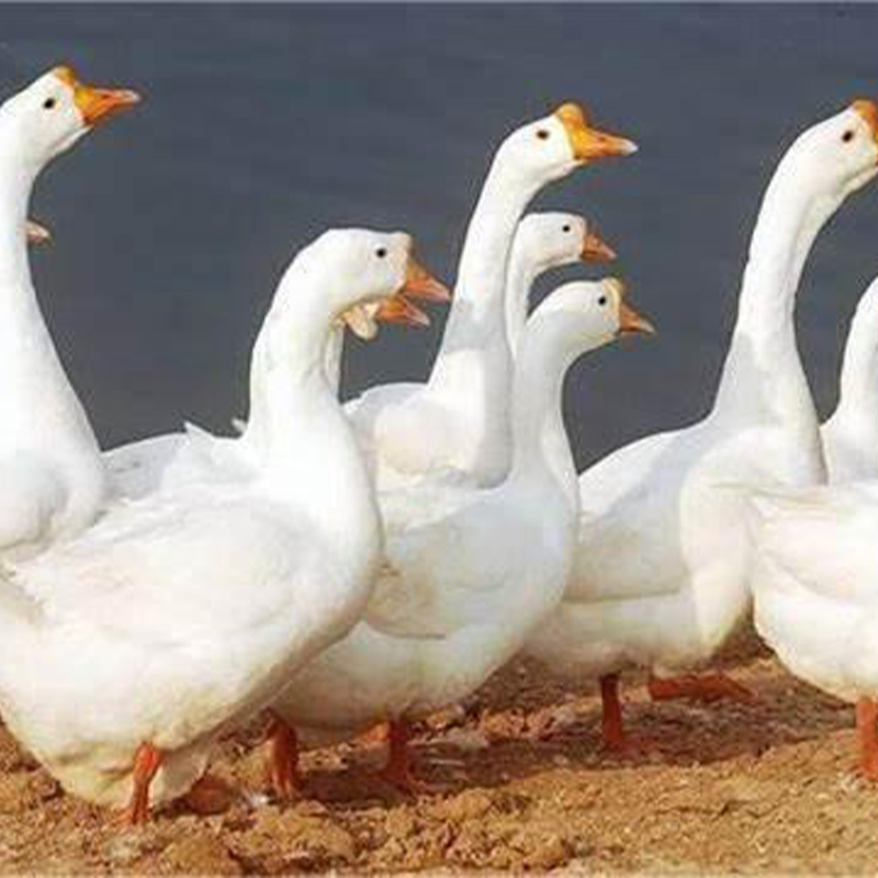 贵阳鹅苗批发