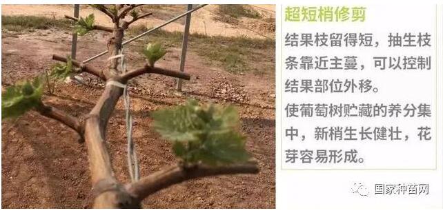 阳光玫瑰葡萄苗修剪技术 阳光玫瑰葡萄苗修剪技术
