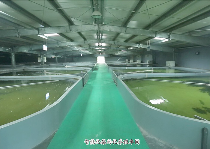 智能化技改工程助推CQ9电子渔业高质量发展，引领产业方向
