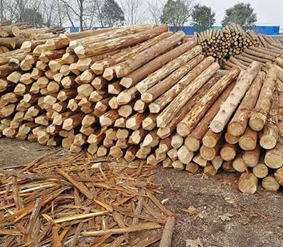 上海如何确保杉木桩不会受到损坏影响