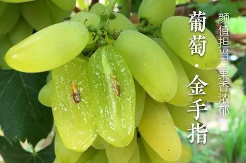 金手指葡萄 种苗 金手指葡萄 种苗