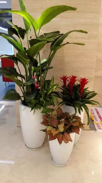 昆山张浦镇庭院景观租赁-推荐苏州茂达有限公司_沥青网