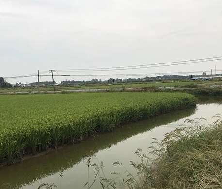 合肥水稻种植的各个时期的表现