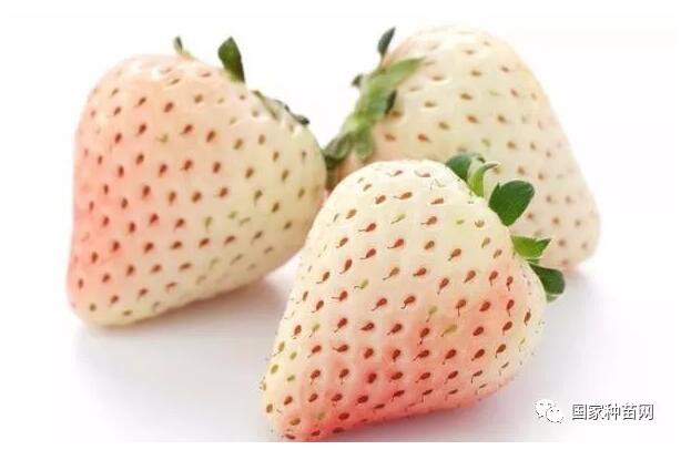 草莓苗栽种管理技术之二 草莓苗栽种管理技术之二