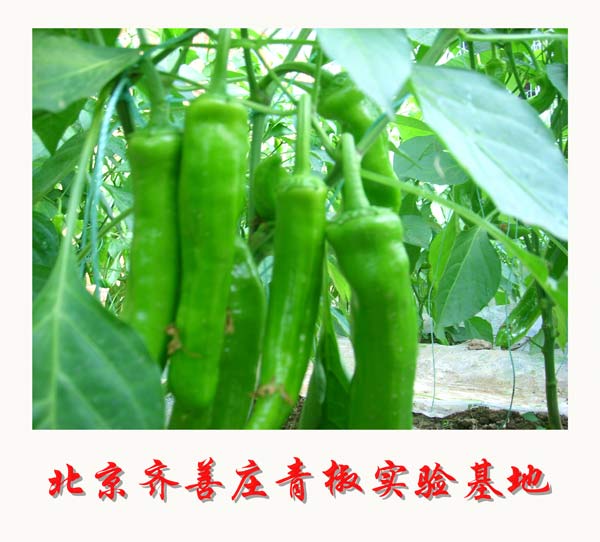 北京齊善莊青椒實驗基地