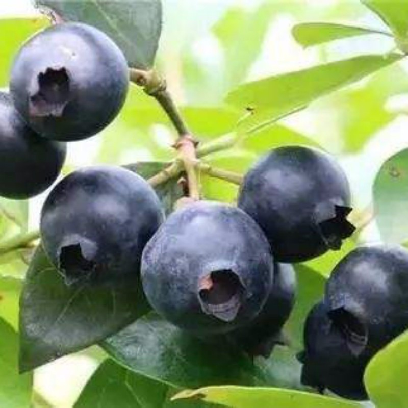 黑珍珠藍莓 種苗