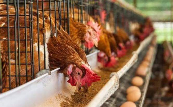 如何提高蛋鸡饲养设备使用期
