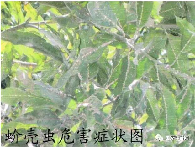 桃树定植及管理要点