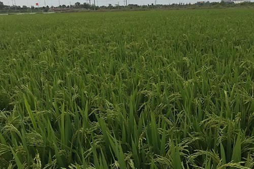 水稻种植中容易遭受哪些虫害