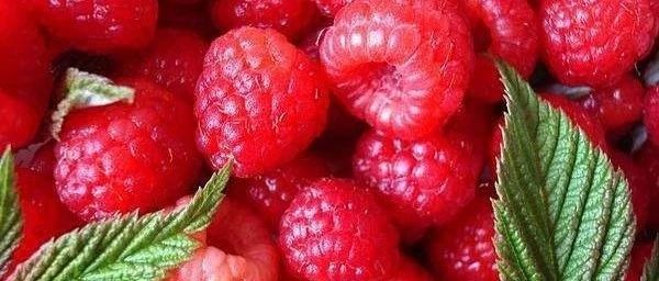 樹莓種植及管理技術