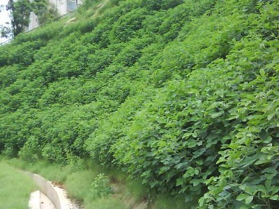 山体绿化施工