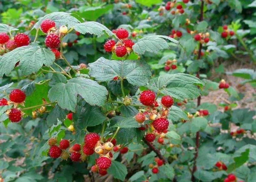 红树莓 种苗