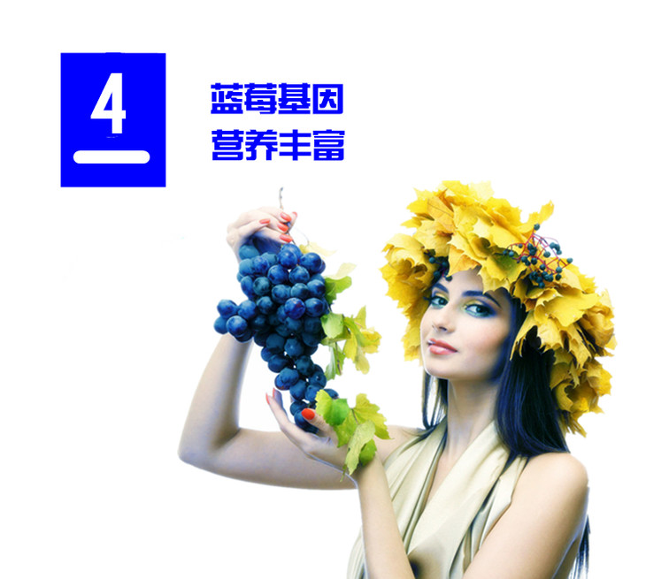 蓝莓葡萄 种苗 蓝莓葡萄 种苗