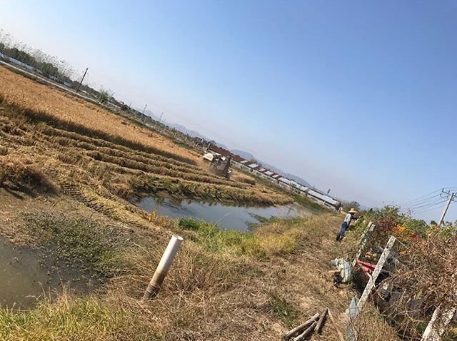 芜湖水稻种植有明显的区域性差异