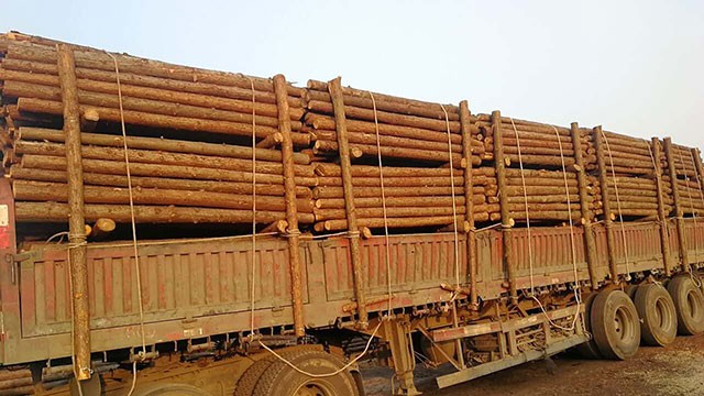 山东杉木桩的施工规格尺寸要确定