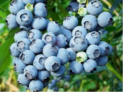 奧尼爾藍莓 種苗