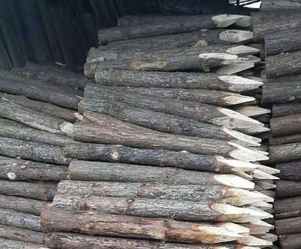 延长杉木桩使用寿命的主要手段