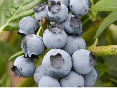 布里吉塔藍莓 種苗