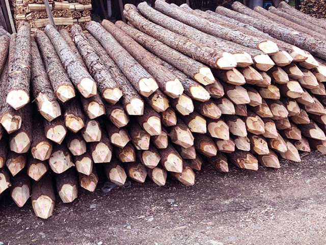 杉木樁可以應用在哪些工程上