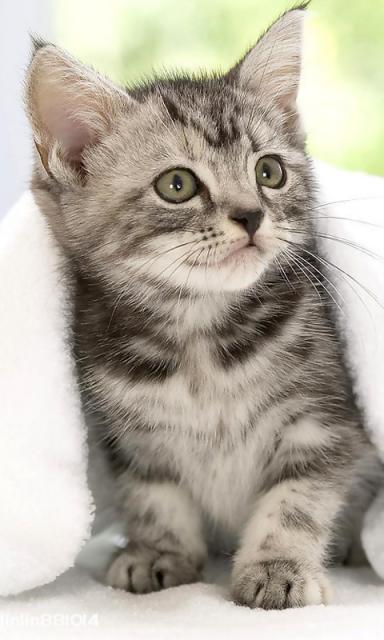 贵州波斯猫选购