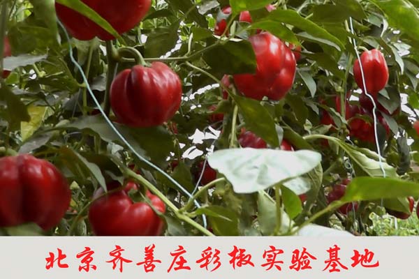 北京齊善莊彩椒實(shí)驗(yàn)基地