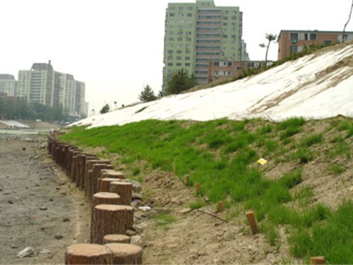 常州河道护坡木桩