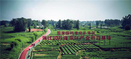蒲江县：世界上面积最大的天然马尾松林开花了