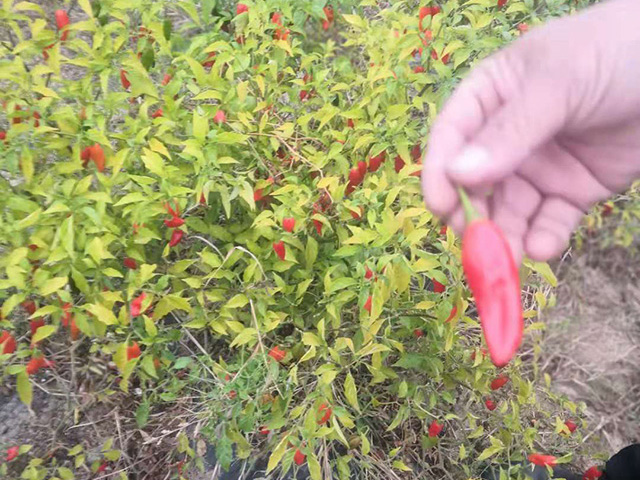 开封生物有机肥怎样才能达到绿色要求