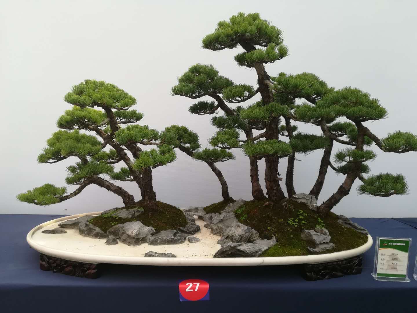 沭阳:全力提升花木产业发展质态 做大做强美丽经济 沭阳:全力提升花木产业发展质态 做大做强美丽经济
