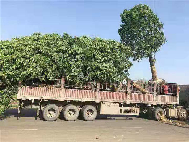 树木物流运输