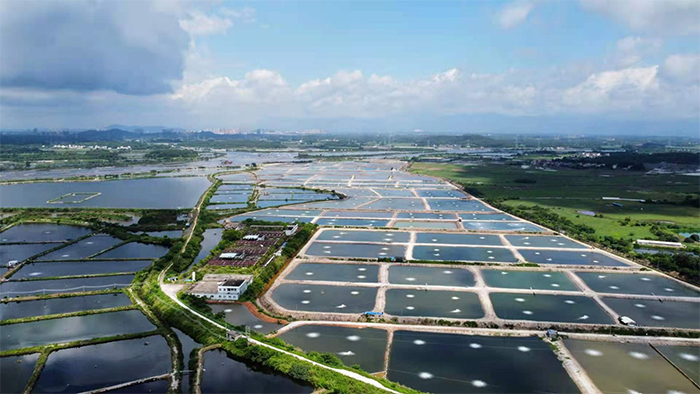 CQ9电子广东基地打造现代渔业产业集群 鱼苗繁育 生态养殖 精深加工 市场布局