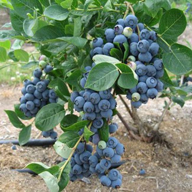 瑞卡蓝莓 种苗 瑞卡蓝莓 种苗