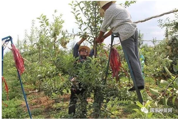 果树辩证管理技术