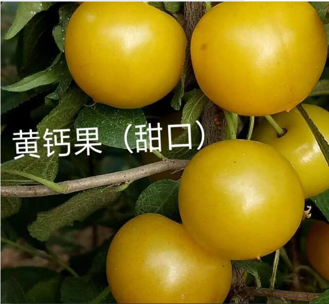 钙果种植管理技术及综合分析