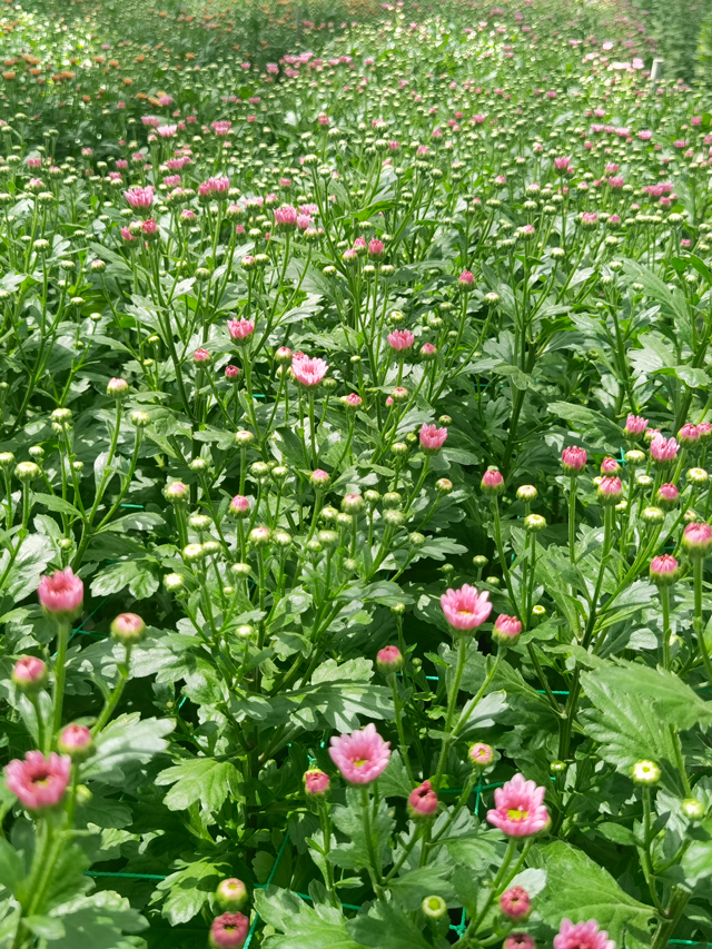 菊花